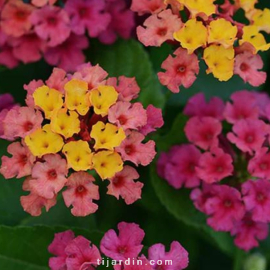 Lantana camara 'Bloomify Pink'