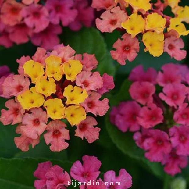 Lantana camara 'Bloomify Pink'