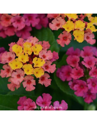 Lantana camara 'Bloomify Pink'