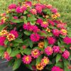 Lantana camara 'Bloomify Pink'