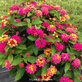 Lantana camara 'Bloomify Pink'