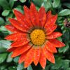 Gazania hybride