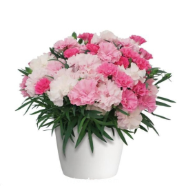 Dianthus (Oeillet) - 'I Love You'®