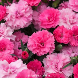 Dianthus (Oeillet) - 'I Love You'®