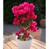 Bougainvillier 'Vera Lynn'