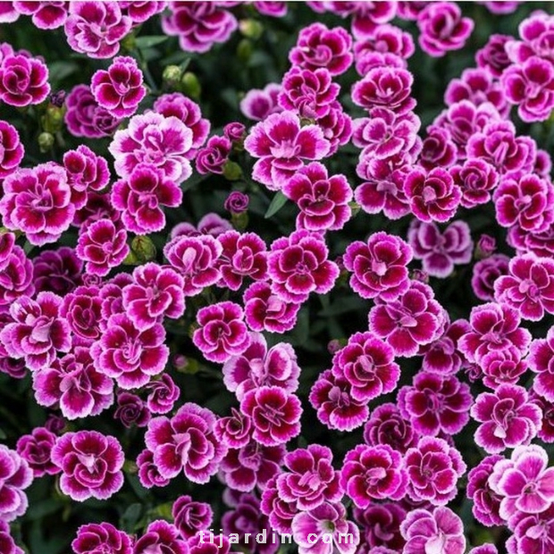 Dianthus (Oeillet) - 'Pink Kisses'®