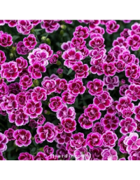 Dianthus (Oeillet) - 'Pink Kisses'®