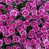 Dianthus (Oeillet) - 'Pink Kisses'®