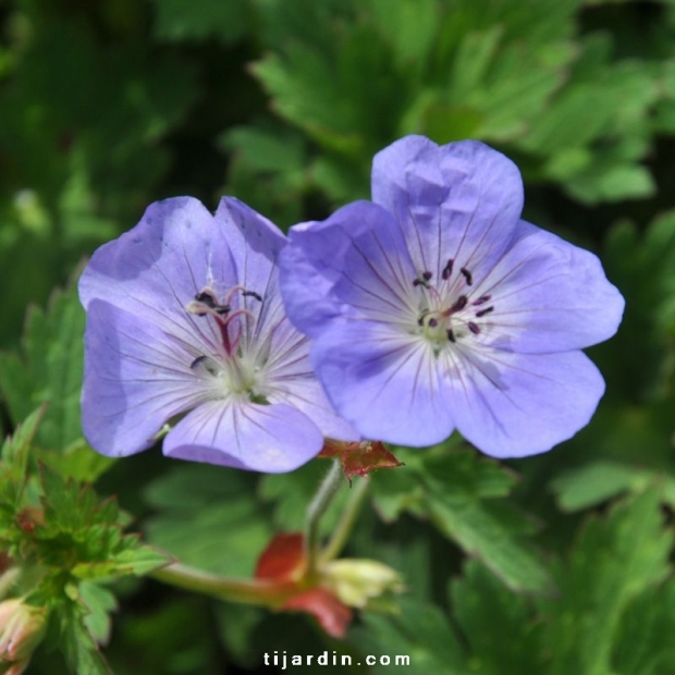 Geranium rozanne