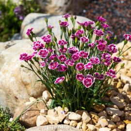 Dianthus (Oeillet) - 'Pink Kisses'®