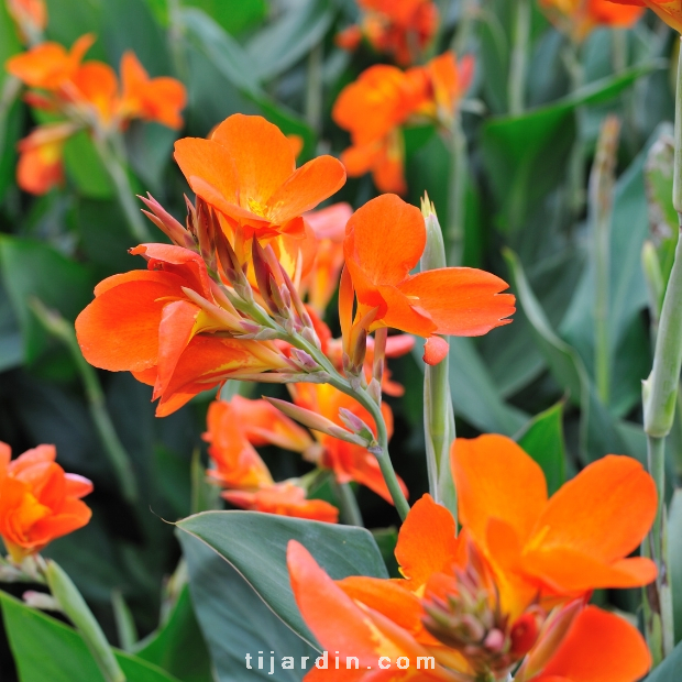 Canna 'Cannova'