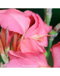 Canna 'Cannova'