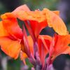 Canna 'Cannova'