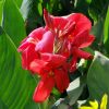 Canna 'Cannova'