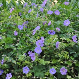 Geranium rozanne