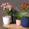 Coffret Cadeau Fête des Mères - Le bougainvillier et son Cache Pot 