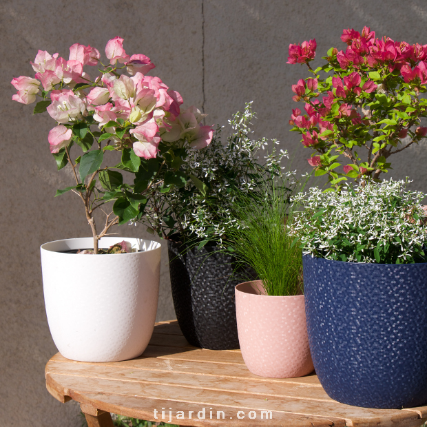 Coffret Cadeau Fête des Mères - Le bougainvillier et son Cache Pot 
