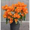 Coffret Cadeau Fête des Mères - Le bougainvillier et son Cache Pot 