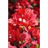 Coffret Cadeau Fête des Mères - Le bougainvillier et son Cache Pot 