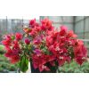 Coffret Cadeau Fête des Mères - Le bougainvillier et son Cache Pot 