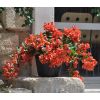 Coffret Cadeau Fête des Mères - Le bougainvillier et son Cache Pot 