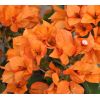 Coffret Cadeau Fête des Mères - Le bougainvillier et son Cache Pot 