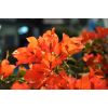 Coffret Cadeau Fête des Mères - Le bougainvillier et son Cache Pot 