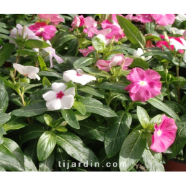 Catharanthus-Pervenche de Madagascar tricolor