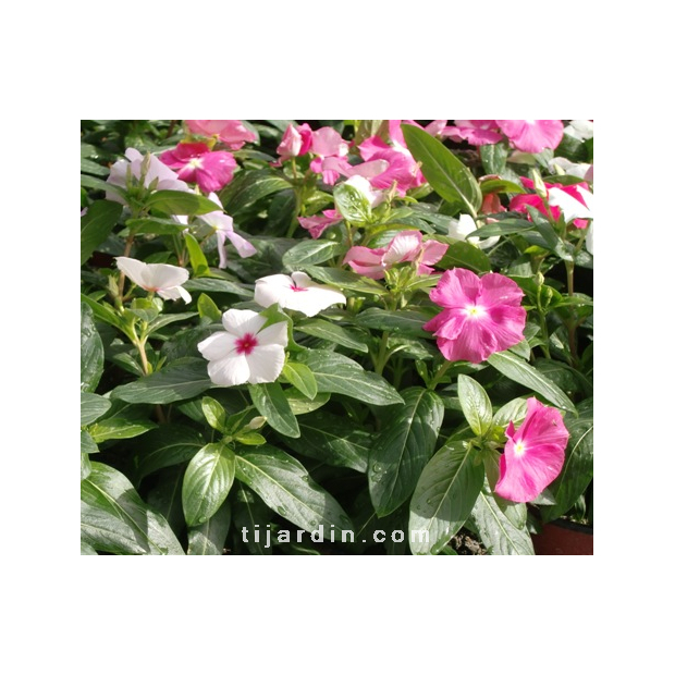 Catharanthus-Pervenche de Madagascar