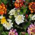 Lot de 4 lantanas multicolor - Offre Spéciale