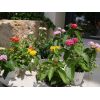 Lot de 4 lantanas tricolor - Offre Spéciale