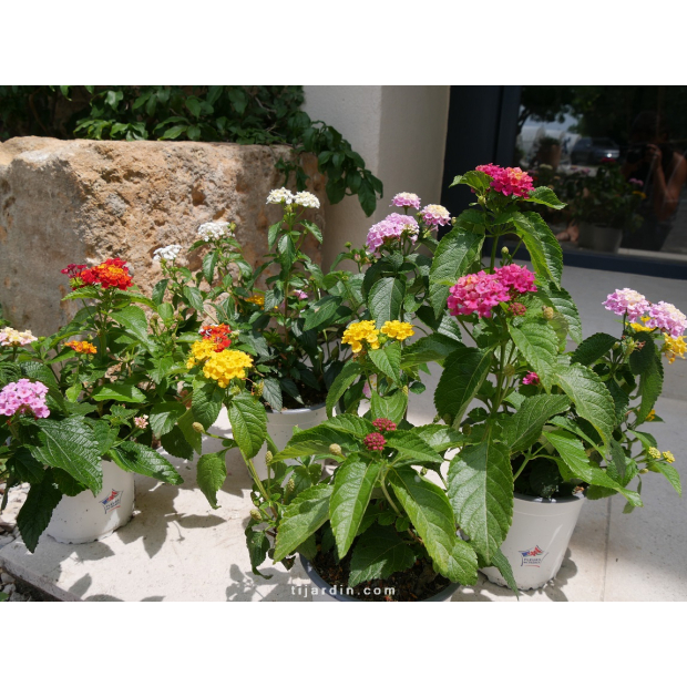 Lot de 4 lantanas tricolor - Offre Spéciale
