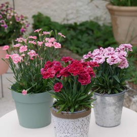 Dianthus (Oeillet) - Lot de 3 Plantes