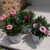 Dianthus (Oeillet) - Lot de 3 Plantes