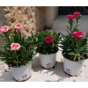 Dianthus (Oeillet) - Lot de 3 Plantes