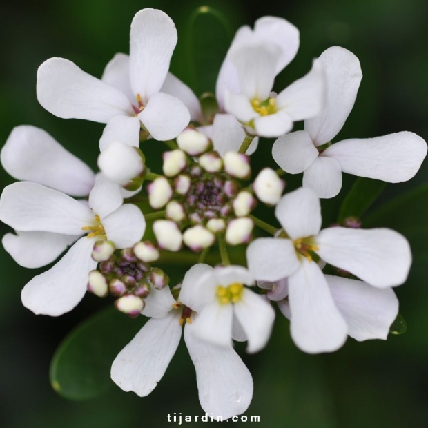 Iberis x Semperflorens 'Nevina' : boules de fleurs blanches - Tijardin