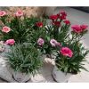 Lot de 6 Dianthus (Oeillet)