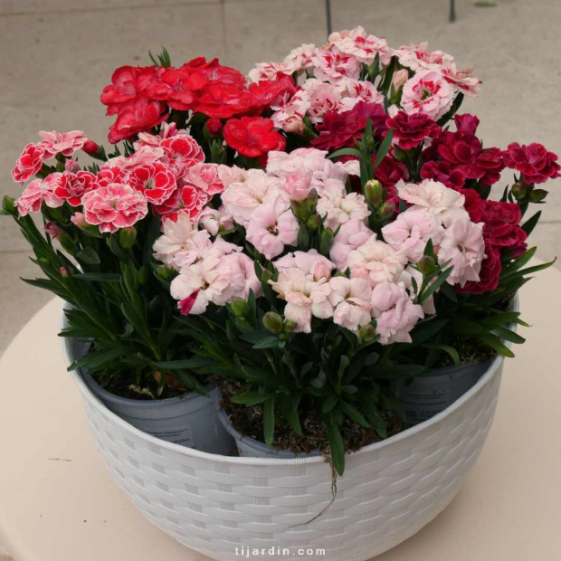 Lot de 6 Dianthus (Oeillet)