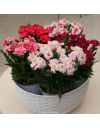 Lot de 6 Dianthus (Oeillet)