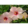 Hibiscus rosa sinensis 'HibisQs'