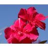 Nerium oleander - Laurier rose 'Commandant Barthélémy'
