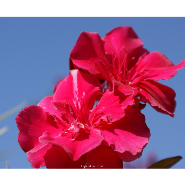 Nerium oleander - Laurier rose 'Commandant Barthélémy'