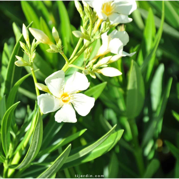 Nerium oleander - Laurier rose 'Souvenir des Iles Canaries'