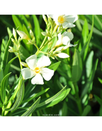 Laurier-rose 'Souvenir des Iles Canaries' (Nerium oleander)