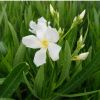 Nerium oleander - Laurier rose 'Souvenir des Iles Canaries'