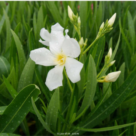 Nerium oleander - Laurier rose 'Souvenir des Iles Canaries'