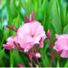 Nerium oleander - Laurier rose 'Mrs Roeding'