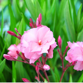 Nerium oleander - Laurier rose 'Mrs Roeding'