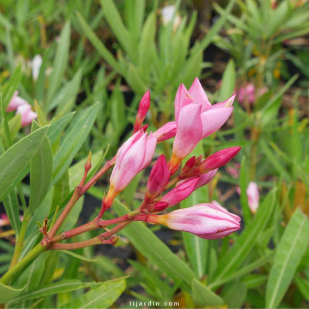 Nerium oleander - Laurier rose 'Nana Rosso' Nerium oleander - Laurier rose 'Nana Rosso'