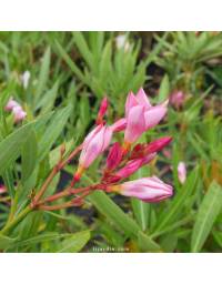 Nerium oleander - Laurier rose 'Nana Rosso'